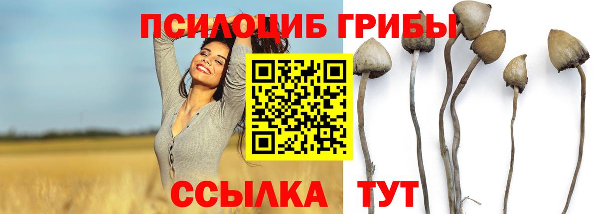 Псилоцибиновые грибы Psilocybine cubensis Новокузнецк
